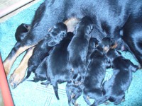 /album/stenata-2012/p1010273-jpg/