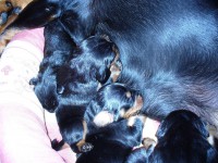 /album/stenata-2012/p1010284-jpg/