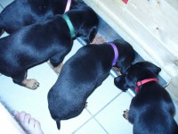 /album/stenata-2012/p1010347akuma-jpg/